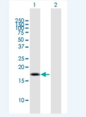 Western Blot: BOLA2 Antibody [H00654483-B01P-50ug]