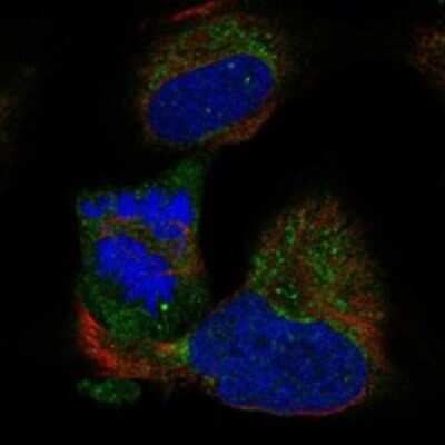 Immunocytochemistry/ Immunofluorescence: BOLA3 Antibody [NBP3-17347]
