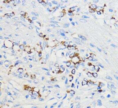 Immunohistochemistry-Paraffin: BOLA3 Antibody - Azide and BSA Free [NBP2-92289]