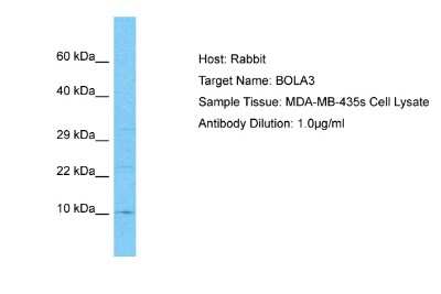 Western Blot: BOLA3 Antibody [NBP2-82768]