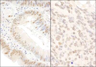 Immunohistochemistry-Paraffin: BOP1 Antibody [NBP1-21389]