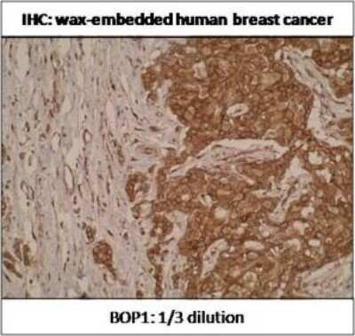 Immunohistochemistry-Paraffin: BOP1 Antibody (T7-P1B7*A8) - BSA Free [NBP2-50124]