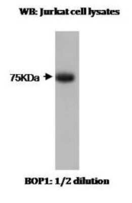 Western Blot: BOP1 Antibody (T7-P1B7*A8)BSA Free [NBP2-50124]