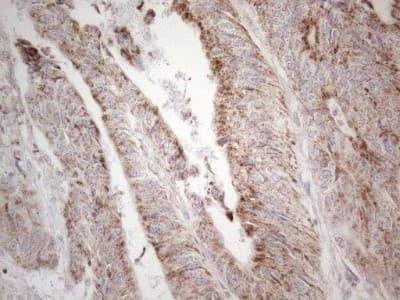 Immunohistochemistry: BP1 Antibody (OTI8A1) [NBP2-46463]
