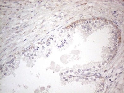 Immunohistochemistry: BP1 Antibody (OTI8A1) [NBP2-46463]