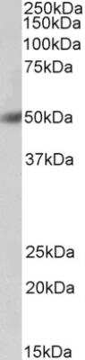 Western Blot: BPI Antibody [NBP2-42503]