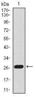 Western Blot: BPIFB1 Antibody (1F11E3)BSA Free [NBP2-37435]