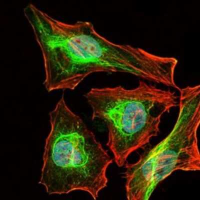 Immunocytochemistry/ Immunofluorescence: BPIFB1 Antibody (4H2) - BSA Free [NBP2-37489]