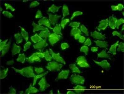 Immunocytochemistry/ Immunofluorescence: BPNT1 Antibody (2E1) [H00010380-M01]