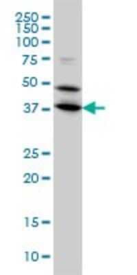 Western Blot: BPNT1 Antibody (2E1) [H00010380-M01]