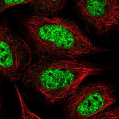 Immunocytochemistry/ Immunofluorescence: BPNT1 Antibody [NBP2-14359]