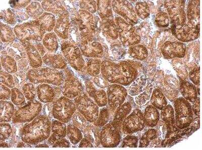 Immunohistochemistry-Paraffin: BPNT1 Antibody [NBP1-32152]