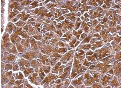 Immunohistochemistry-Paraffin: BPNT1 Antibody [NBP1-32152]