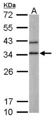 Western Blot: BPNT1 Antibody [NBP1-32152]