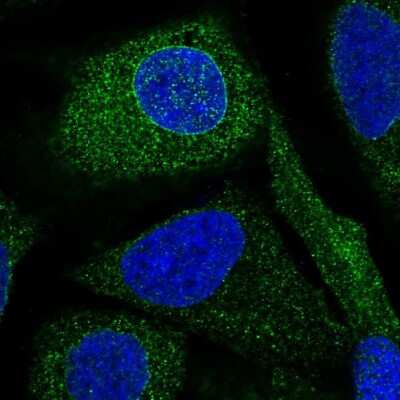 Immunocytochemistry/ Immunofluorescence: BRAP Antibody [NBP1-91705]