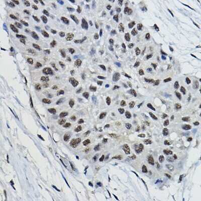 Immunohistochemistry-Paraffin: BRAP Antibody - Azide and BSA Free [NBP2-92871]