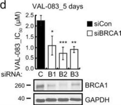 Knockdown Validated: BRCA1 Antibody (6B4) [NB100-404]