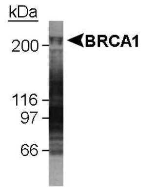 Western Blot: BRCA1 Antibody (KEN)Azide and BSA Free [NBP2-80601]