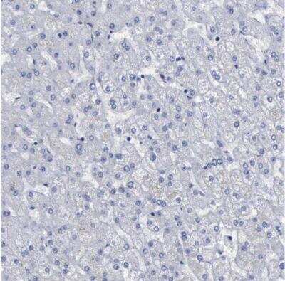 Immunohistochemistry-Paraffin: BRD1 Antibody [NBP1-88351]