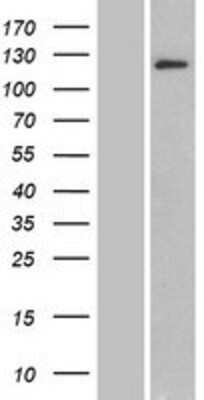 Western Blot: BRD1 Overexpression Lysate [NBP2-07317]