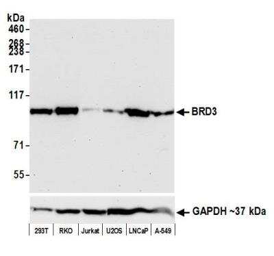 Western Blot: BRD3 Antibody (BLR069G) [NBP2-77359]