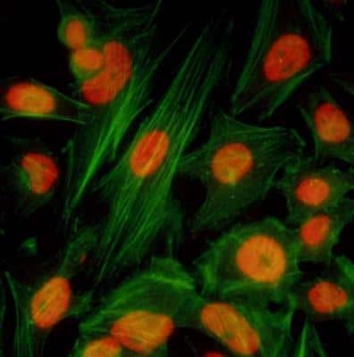 Immunocytochemistry/ Immunofluorescence: BRD4 Antibody (BL-149-2H5) [NBP2-76393]