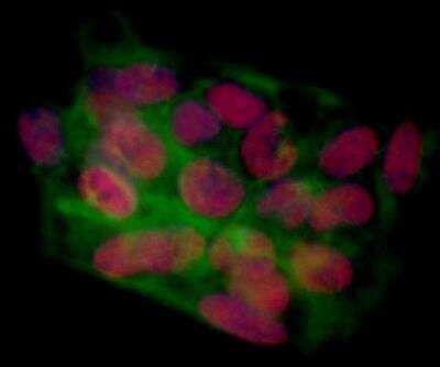 Immunocytochemistry/ Immunofluorescence: BRD4 Antibody (BL-151-6F11) [NBP2-76394]