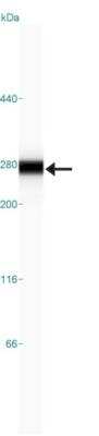 Simple Western: BRD4 Antibody [NBP1-86640]