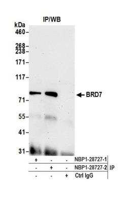 Immunoprecipitation: BRD7 Antibody [NBP1-28727]