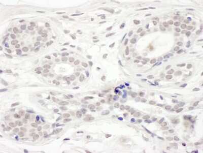 Immunohistochemistry: BRD8 Antibody [NB100-79781]