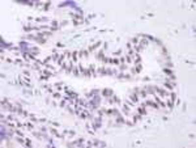 Immunohistochemistry-Paraffin: BRD8 Antibody [NB100-79781]