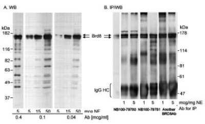 Western Blot: BRD8 Antibody [NB100-79781]