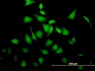 Immunocytochemistry/ Immunofluorescence: BRE Antibody [H00009577-B01P]