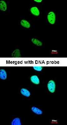 Immunocytochemistry/ Immunofluorescence: BRE Antibody [NBP1-32304]