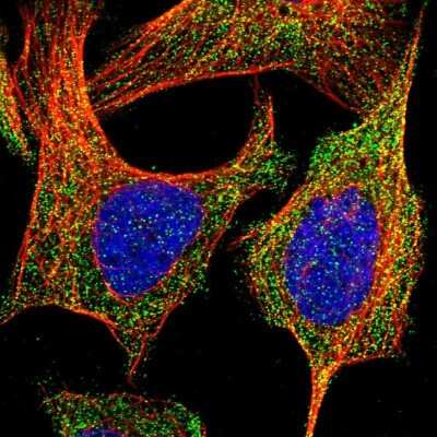 Immunocytochemistry/ Immunofluorescence: BRE Antibody [NBP1-88359]