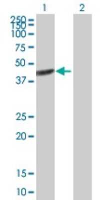 Western Blot: BRE Antibody [H00009577-B01P]