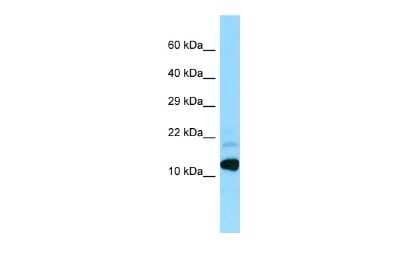 Western Blot: BRI3 Antibody [NBP2-82789]