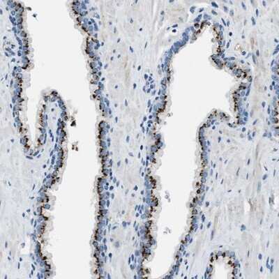 Immunohistochemistry-Paraffin: BRICD5 Antibody [NBP1-81171]