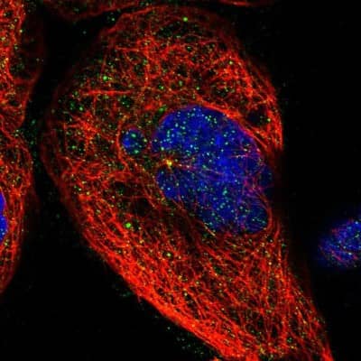 Immunocytochemistry/ Immunofluorescence: BRMS1 Antibody [NBP1-85090]