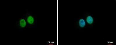 Immunocytochemistry/ Immunofluorescence: BRMS1L Antibody [NBP2-15619]