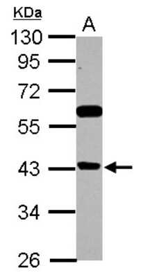 Western Blot: BRMS1L Antibody [NBP2-15619]