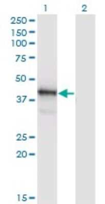 Western Blot: BRN3A Antibody (7B4) [H00005457-M04]