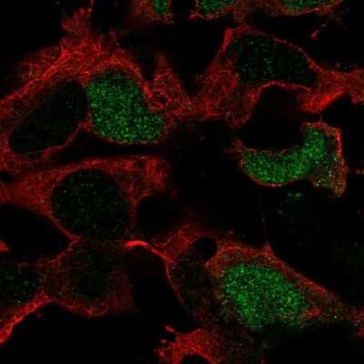 Immunocytochemistry/ Immunofluorescence: BRN4 Antibody [NBP2-68787]