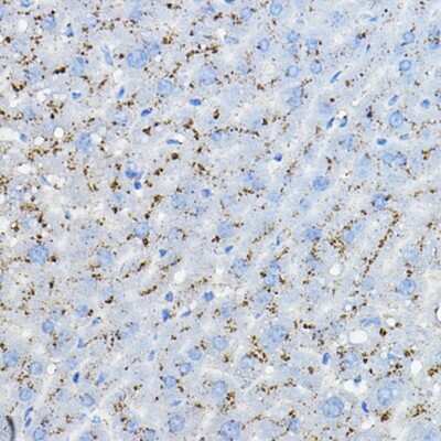 Immunohistochemistry-Paraffin: BRP44 Antibody - Azide and BSA Free [NBP3-15977]