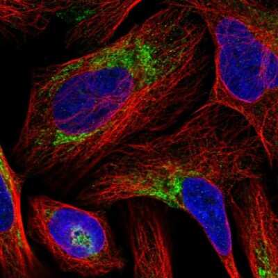 Immunocytochemistry/ Immunofluorescence: BRP44L Antibody [NBP1-91706]