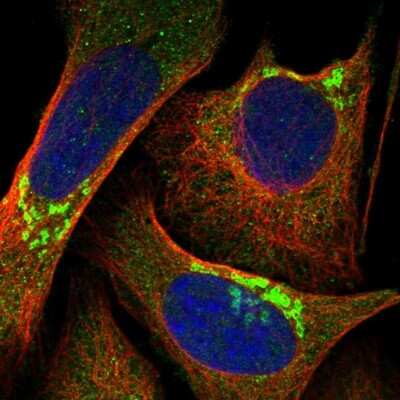 Immunocytochemistry/ Immunofluorescence: BSDC1 Antibody [NBP1-84644]