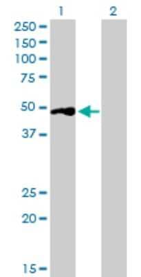 Western Blot: BSND Antibody [H00007809-B01P]