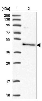Western Blot: BSPRY Antibody [NBP1-82204]