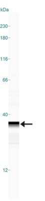 Simple Western: BST2 AntibodyAzide Free [NBP2-45265]