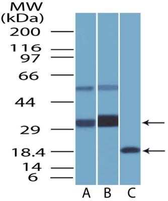 Western Blot: BST2 Antibody (2E2)Azide and BSA Free [NBP2-80603]